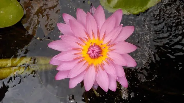 心心彩票 活动海报